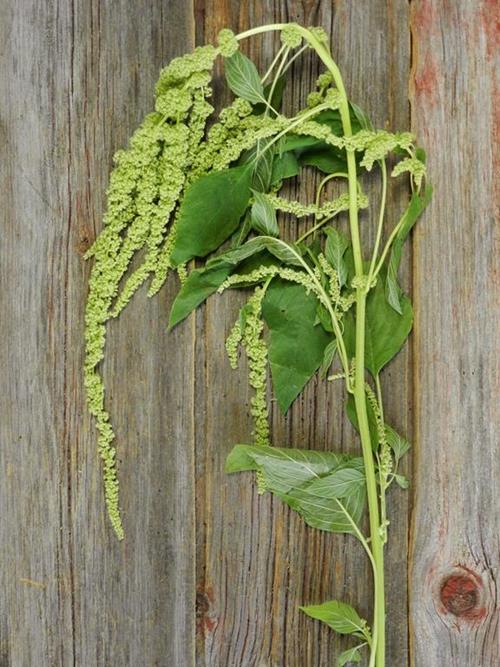 HANGING AMARANTHUS GREEN